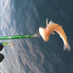 青物の活性が低い